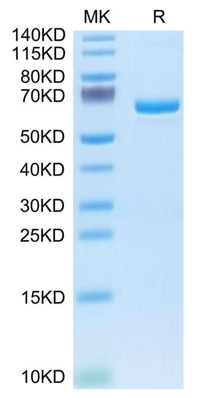 Human APOE4 on Tris-Bis PAGE under reduced condition. The purity is greater than 95%.