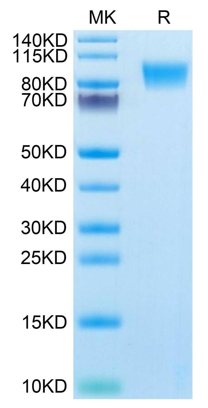 Human MUC18/CD146 on Tris-Bis PAGE under reduced condition. The purity is greater than 95%.