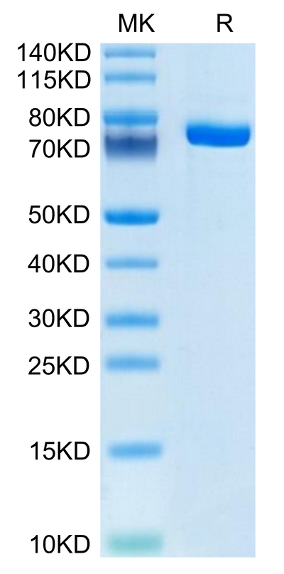 Human Coagulation factor XI on Tris-Bis PAGE under reduced condition. The purity is greater than 95%.