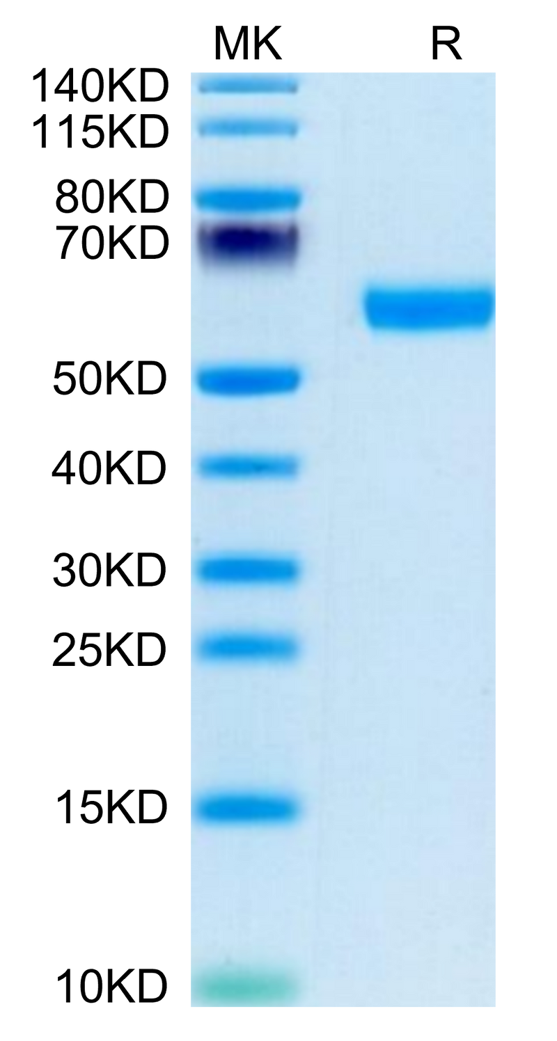 Human BDCA-2 on Tris-Bis PAGE under reduced condition. The purity is greater than 95%.