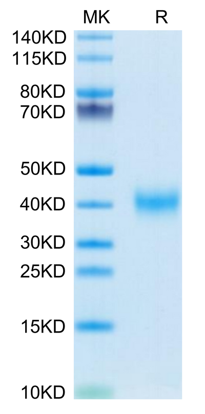 Mouse CLEC10A on Tris-Bis PAGE under reduced condition. The purity is greater than 95%.