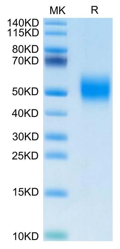 Biotinylated Human FGFR2 beta (IIIb) on Tris-Bis PAGE under reduced condition. The purity is greater than 95%.