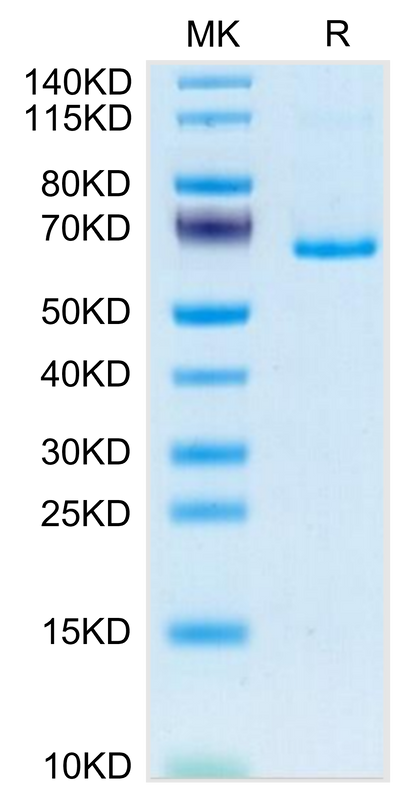 Mouse EphB3 on Tris-Bis PAGE under reduced condition. The purity is greater than 95%.