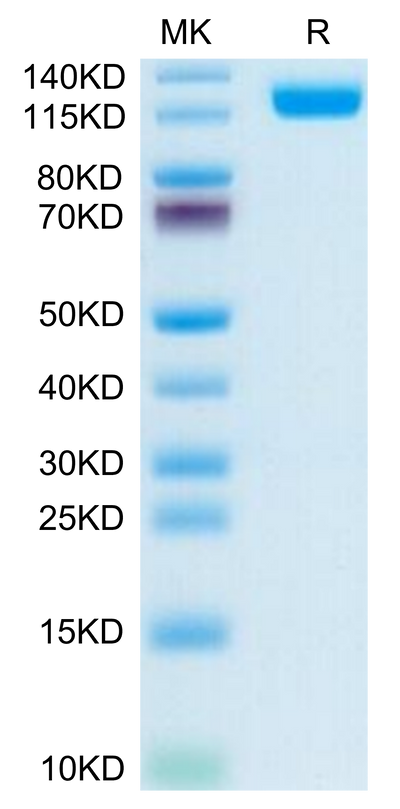 Human CD13/ANPEP on Tris-Bis PAGE under reduced condition. The purity is greater than 95%.