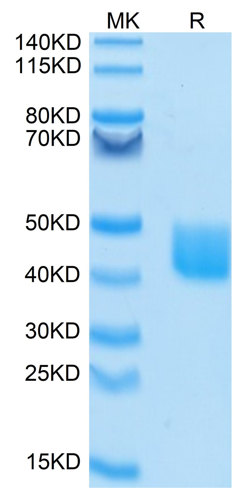 FITC-Labeled Human MSLN/Mesothelin on Tris-Bis PAGE under reduced condition. The purity is greater than 95%.