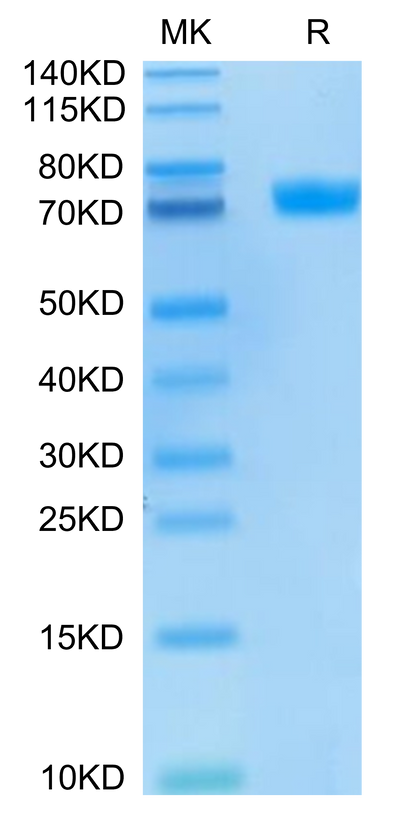 FITC-Labeled Human MSLN on Tris-Bis PAGE under reduced condition. The purity is greater than 95%.