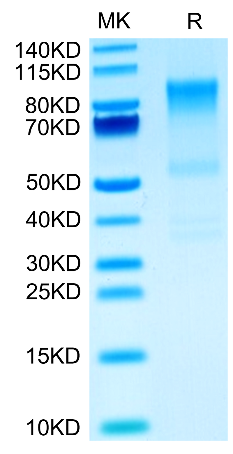 Mouse Syndecan-1 on Tris-Bis PAGE under reduced condition. The purity is greater than 90%.