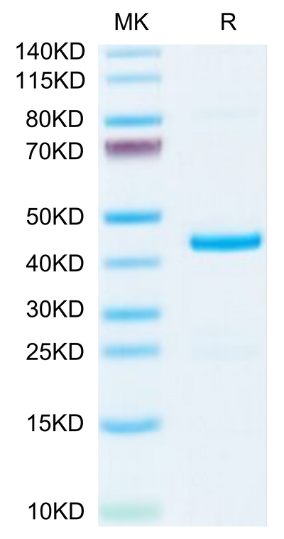 Mouse EMAP-II/AIMP1 on Tris-Bis PAGE under reduced condition. The purity is greater than 95%.