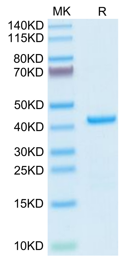 Human EMAP-II on Tris-Bis PAGE under reduced condition. The purity is greater than 95%.