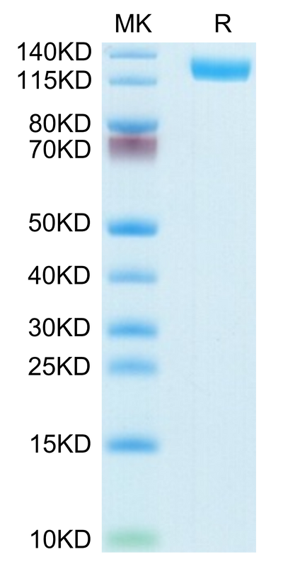 Mouse CD13/ANPEP on Tris-Bis PAGE under reduced condition. The purity is greater than 95%.