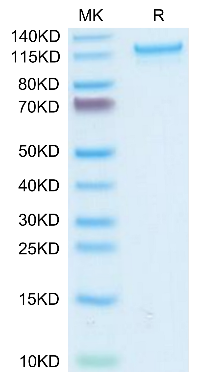 Human CD93 on Tris-Bis PAGE under reduced condition. The purity is greater than 95%.