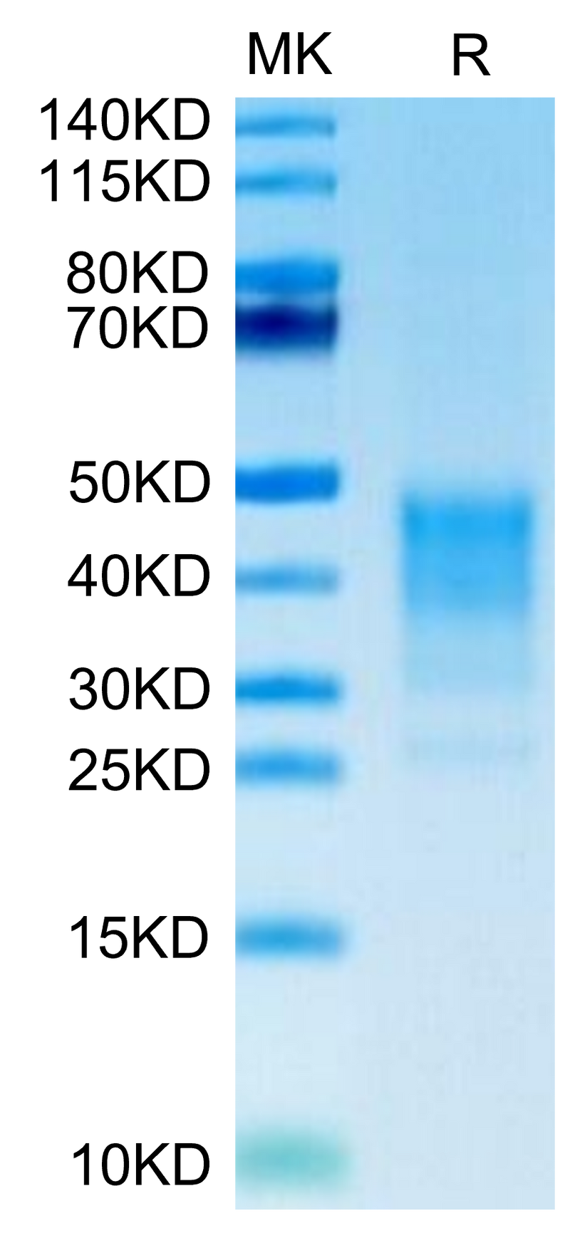 Human CD30 Ligand on Tris-Bis PAGE under reduced condition. The purity is greater than 95%.