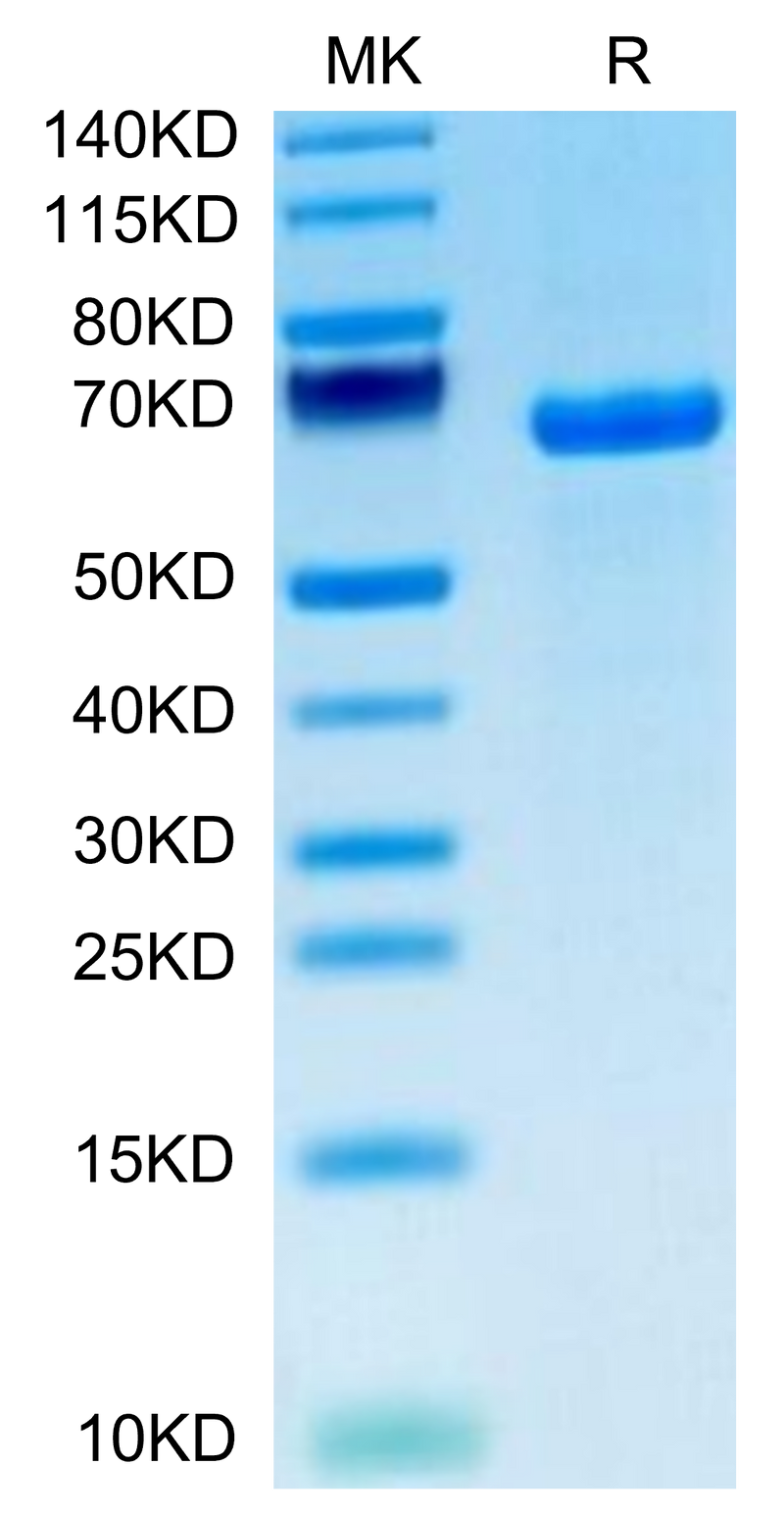 Human DLL1 on Tris-Bis PAGE under reduced condition. The purity is greater than 95%.