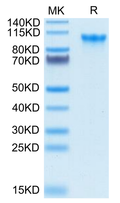 Biotinylated Human CD93 on Tris-Bis PAGE under reduced condition. The purity is greater than 95%.