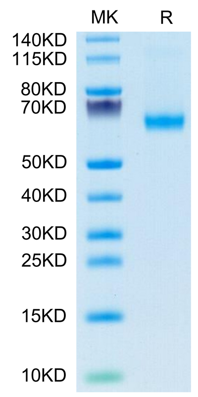 FITC-Labeled Human CD27 Ligand Trimer on Tris-Bis PAGE under reduced condition. The purity is greater than 95%.