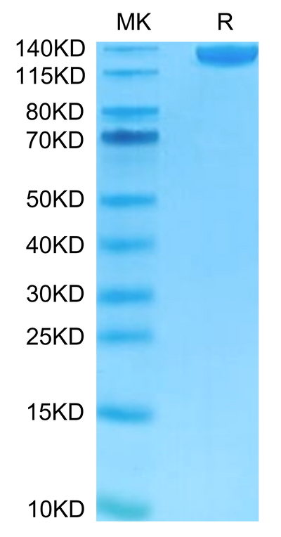 FITC-Labeled Human Siglec-2/CD22 on Tris-Bis PAGE under reduced condition. The purity is greater than 95%.