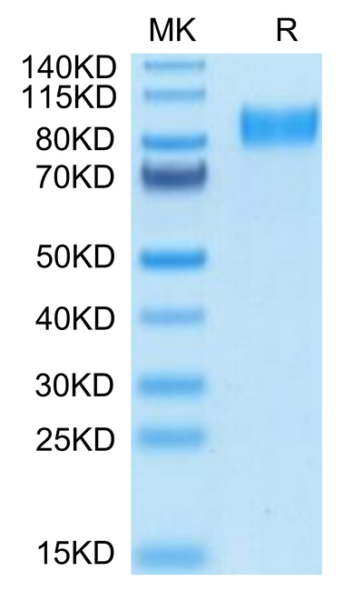 Mouse Osteoactivin on Tris-Bis PAGE under reduced condition. The purity is greater than 95%.