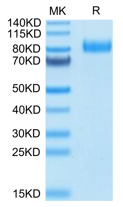 Human B7-H7 on Tris-Bis PAGE under reduced condition. The purity is greater than 95%.