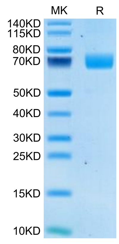 Human 2B4 on Tris-Bis PAGE under reduced condition. The purity is greater than 95%.