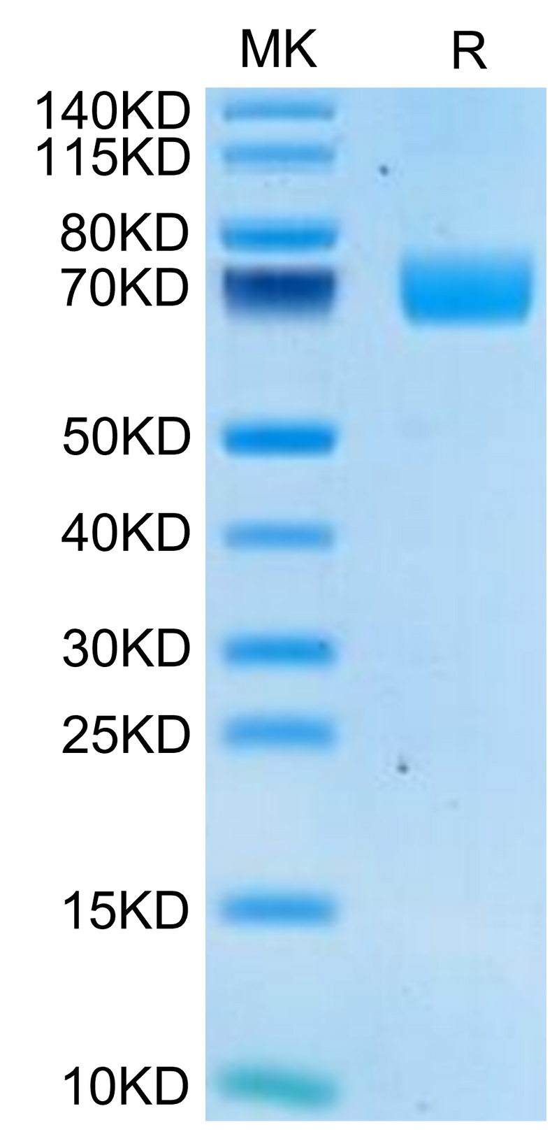 Human 2B4 on Tris-Bis PAGE under reduced condition. The purity is greater than 95%.