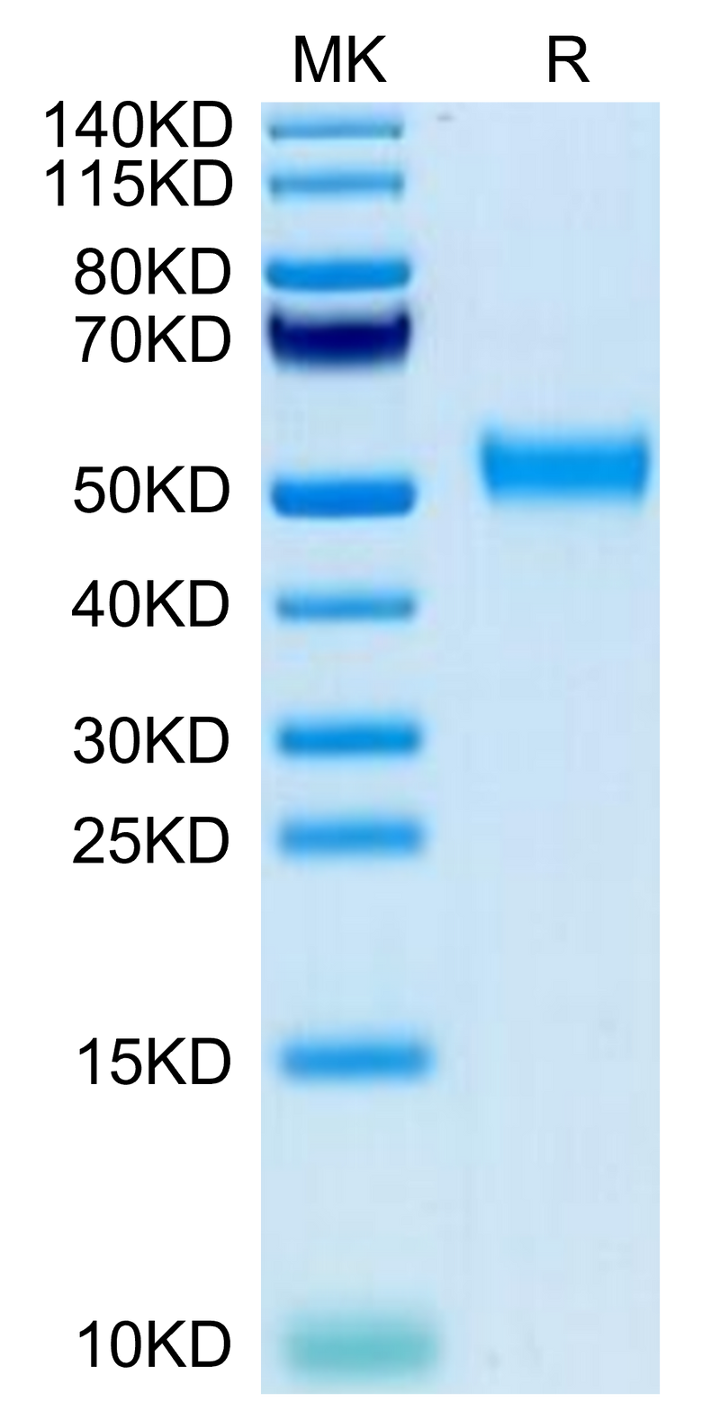 Biotinylated Cynomolgus CD24 on Tris-Bis PAGE under reduced condition. The purity is greater than 95%.