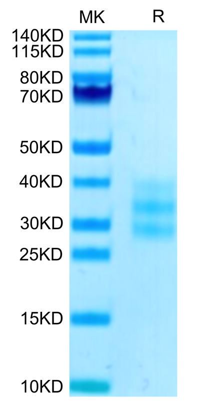 Human FLT3 Ligand on Tris-Bis PAGE under reduced condition. The purity is greater than 95%.