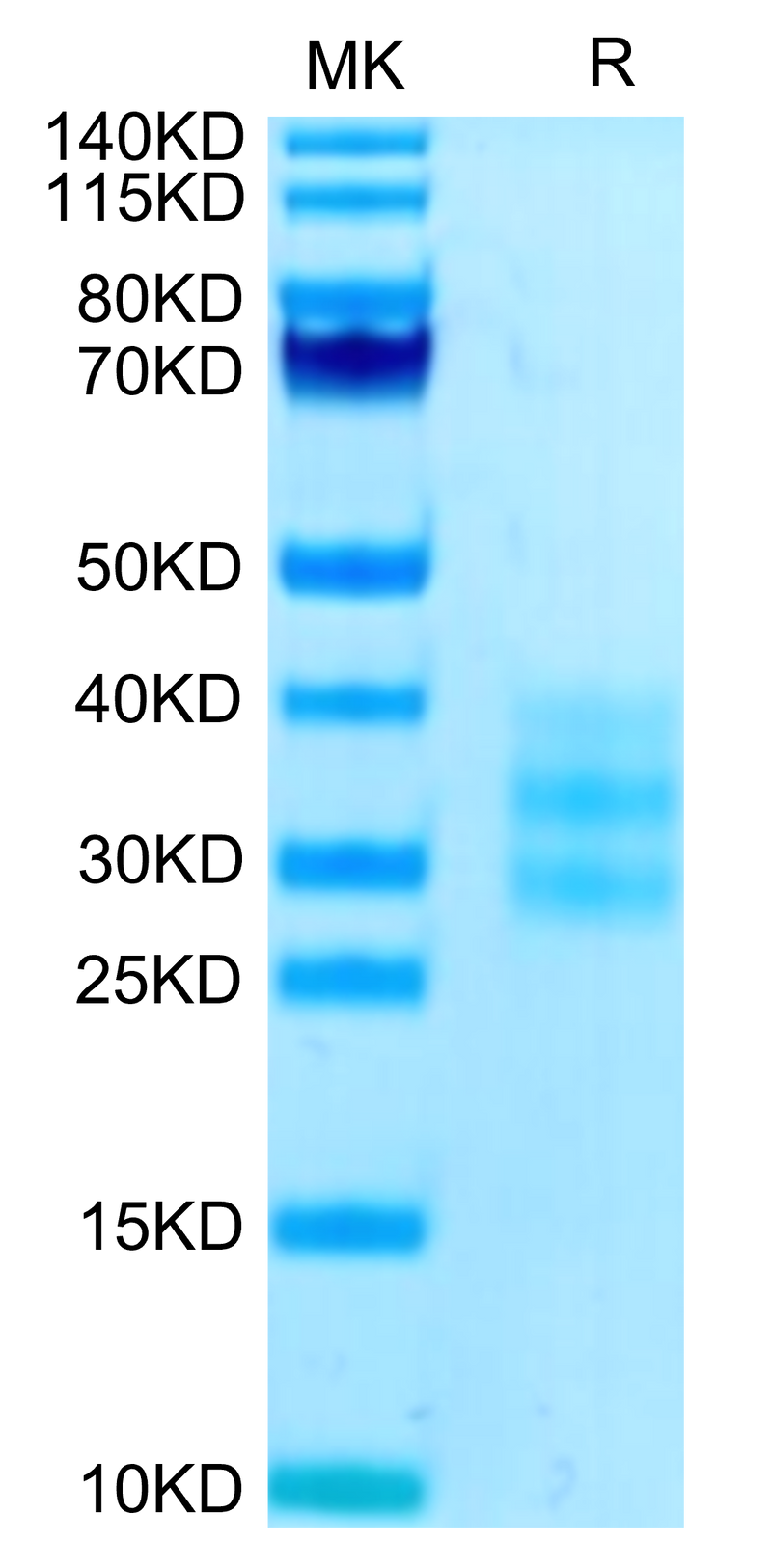 Human FLT3 Ligand on Tris-Bis PAGE under reduced condition. The purity is greater than 95%.