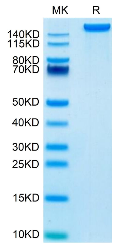 Mouse LY75/CD205 on Tris-Bis PAGE under reduced condition. The purity is greater than 95%.