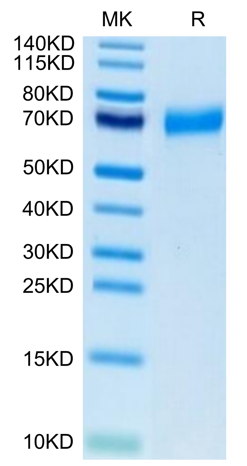 Biotinylated Human CLEC12A on Tris-Bis PAGE under reduced condition. The purity is greater than 95%.