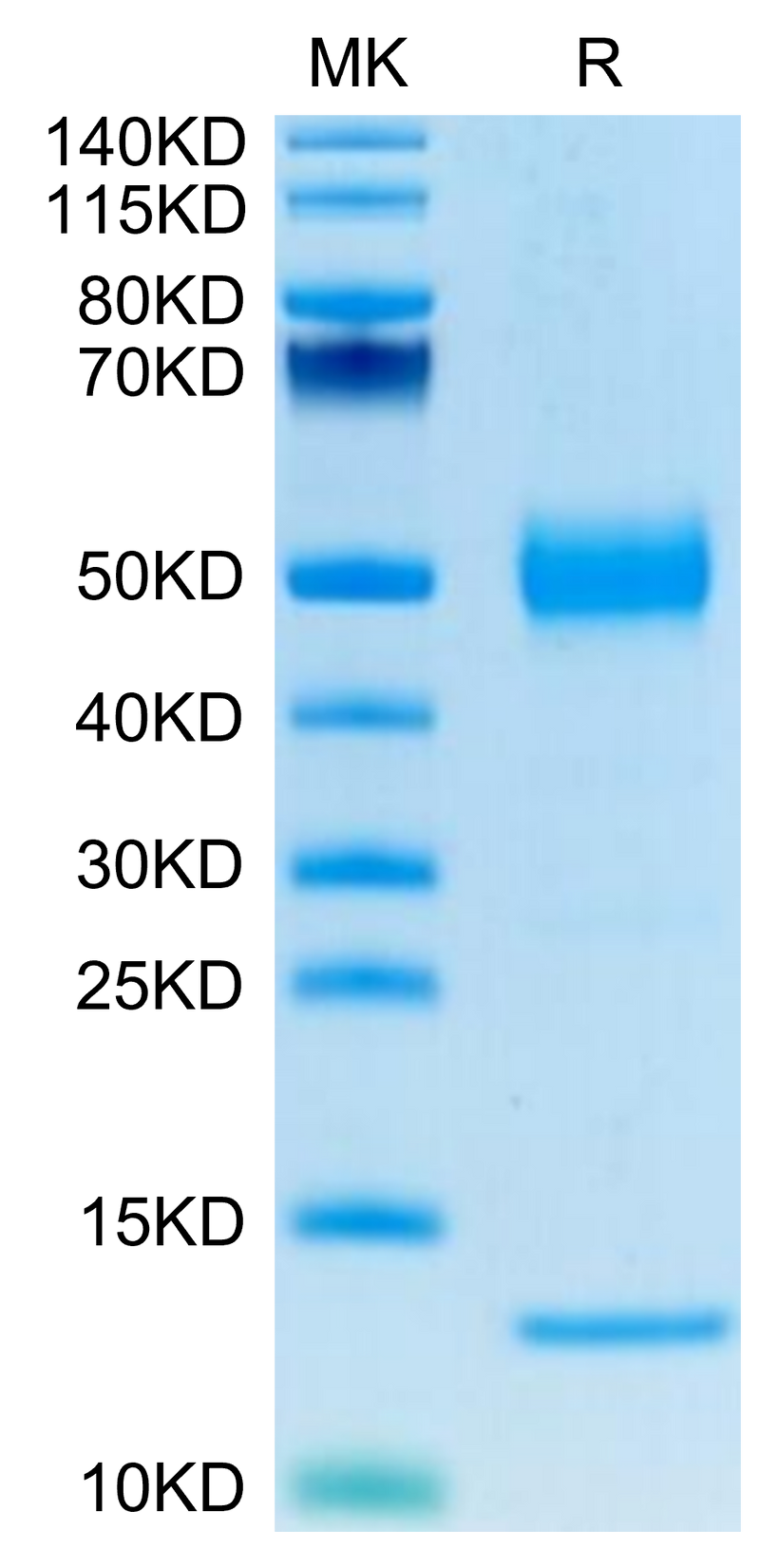 Human CD1A on Tris-Bis PAGE under reduced condition. The purity is greater than 95%.