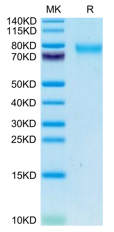 Canine GUCY2C/Guanylyl cyclase C on Tris-Bis PAGE under reduced condition. The purity is greater than 95%.