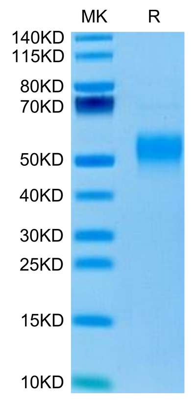 Mouse Fc gamma RI on Tris-Bis PAGE under reduced condition. The purity is greater than 95%.