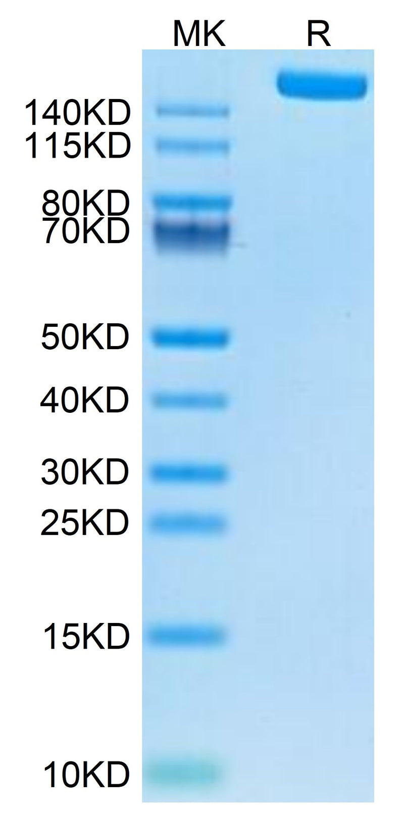 Human LY75 on Tris-Bis PAGE under reduced condition. The purity is greater than 95%.