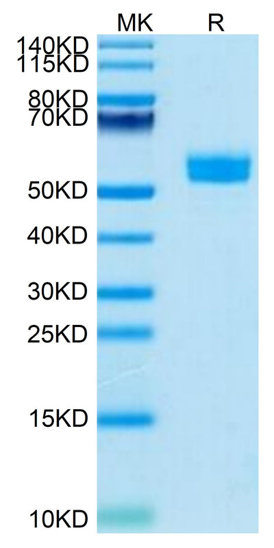 Human NKp30 on Tris-Bis PAGE under reduced condition. The purity is greater than 95%.