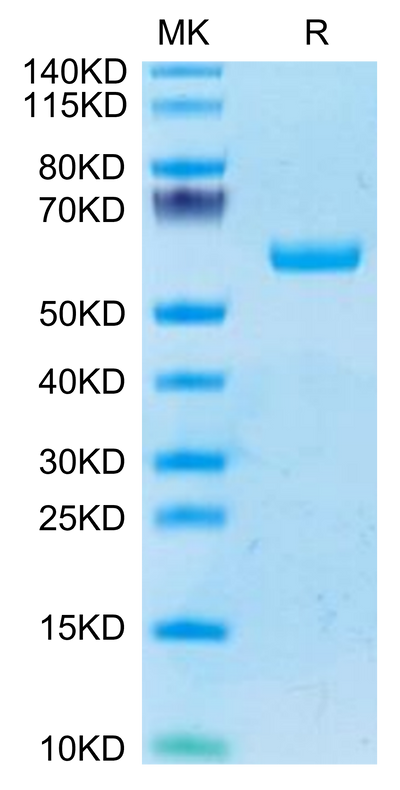 Human BTN3A1 on Tris-Bis PAGE under reduced condition. The purity is greater than 95%.