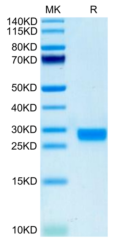 Biotinylated Mouse IL-2 on Tris-Bis PAGE under reduced condition. The purity is greater than 95%.