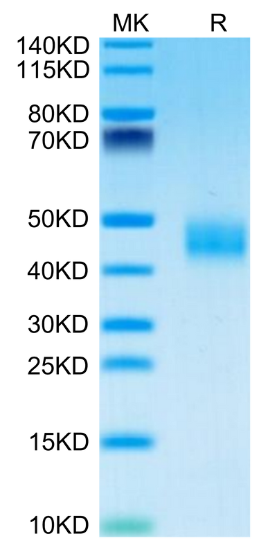 Mouse Galectin 3 on Tris-Bis PAGE under reduced condition. The purity is greater than 95%.