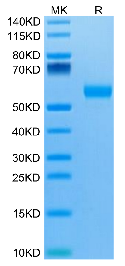 Biotinylated Human IL-5 R alpha on Tris-Bis PAGE under reduced condition. The purity is greater than 95%.