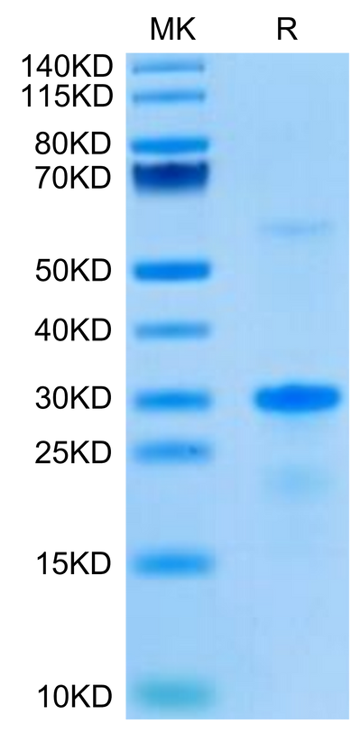 Human EGFL7 on Tris-Bis PAGE under reduced condition. The purity is greater than 95%.