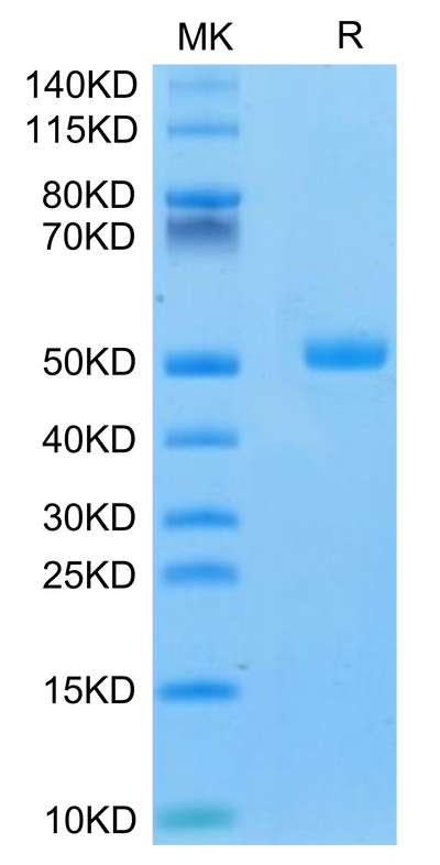 Mouse CA9 on Tris-Bis PAGE under reduced condition. The purity is greater than 95%.