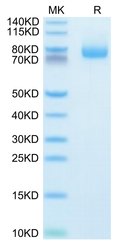 Human GITR Ligand (Trimer) on Tris-Bis PAGE under reduced condition. The purity is greater than 95%.