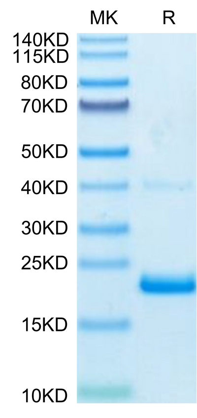 Biotinylated Human TNF alpha on Tris-Bis PAGE under reduced condition. The purity is greater than 95%.