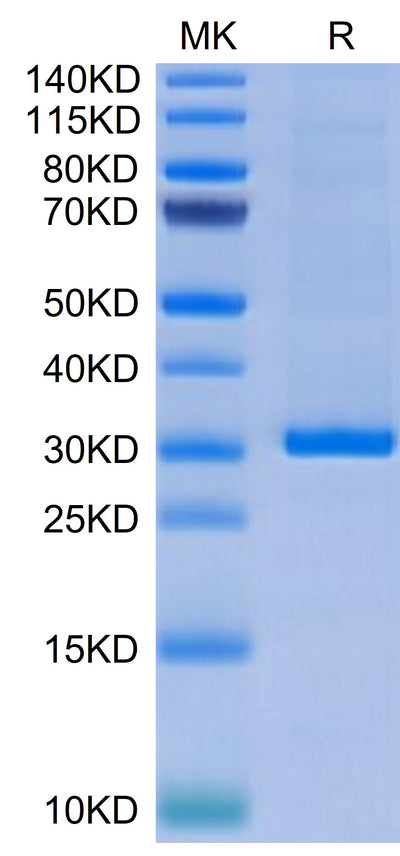 Human FGL1 on Tris-Bis PAGE under reduced condition. The purity is greater than 95%.