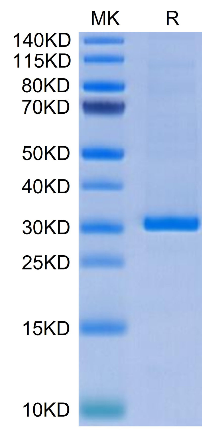 Human FGL1 on Tris-Bis PAGE under reduced condition. The purity is greater than 95%.