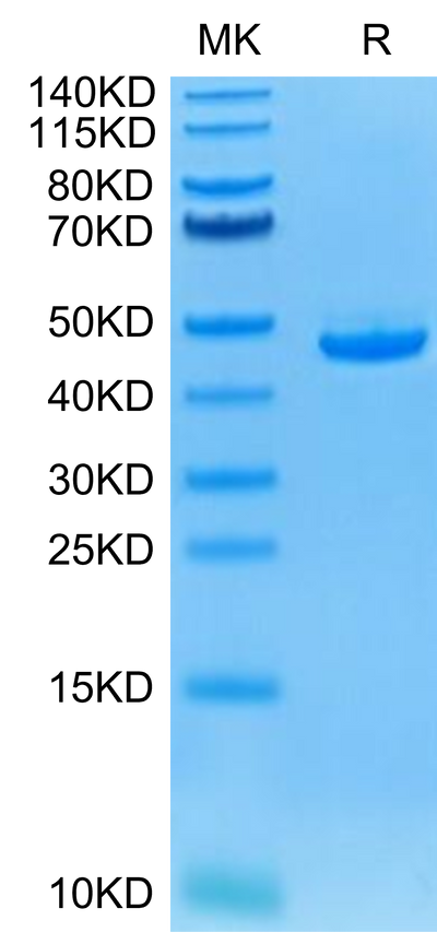 Human BAFF on Tris-Bis PAGE under reduced condition. The purity is greater than 95%.