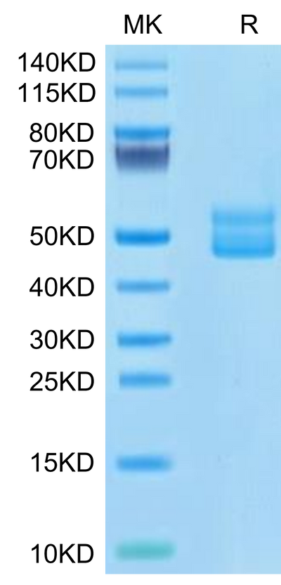 Human CD3E&CD3G/CD3 epsilon&CD3 gamma on Tris-Bis PAGE under reduced condition. The purity is greater than 95%.