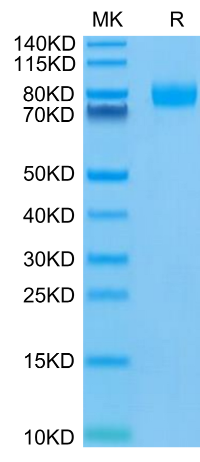 Human CD155 on Tris-Bis PAGE under reduced condition. The purity is greater than 95%.