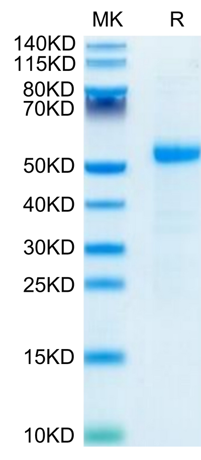 Human DLL3 on Tris-Bis PAGE under reduced- condition. The purity is greater than 95%.