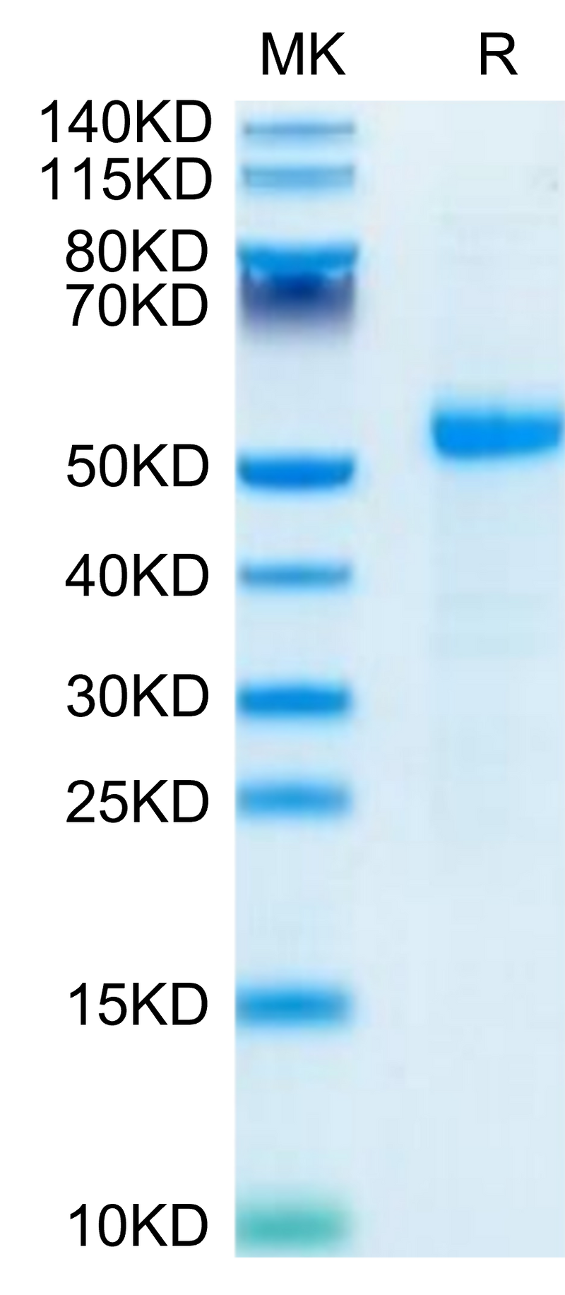 Human DLL3 on Tris-Bis PAGE under reduced- condition. The purity is greater than 95%.