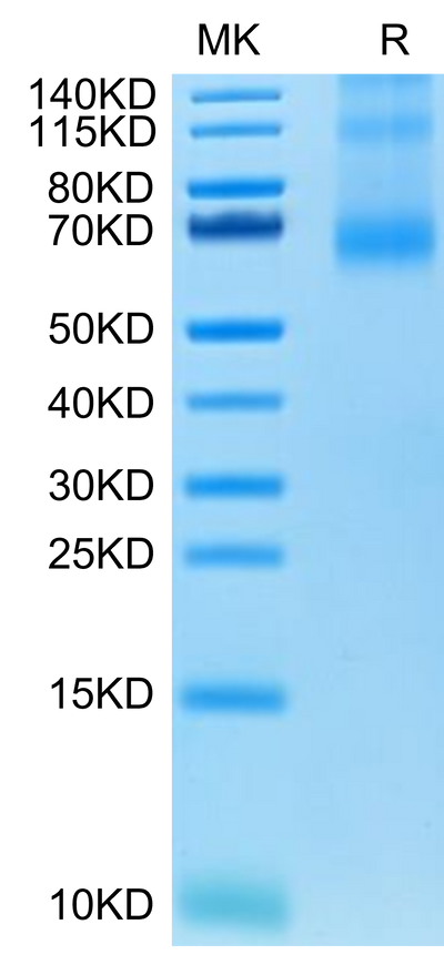 Human OX40 Ligand Trimer on Tris-Bis PAGE under reduced condition. The purity is greater than 90%.